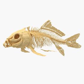 Carp Skeleton 3D